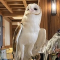 97 Owl and wildlife exhibit at the resort